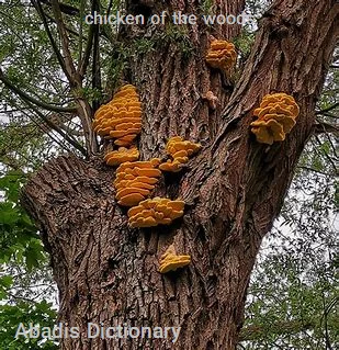 chicken of the woods